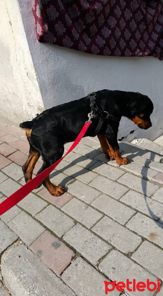 Rottweiler, Köpek  alex fotoğrafı