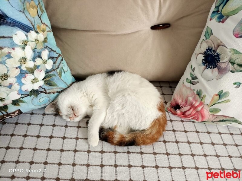 Tekir Kedi, Kedi  Minik fotoğrafı