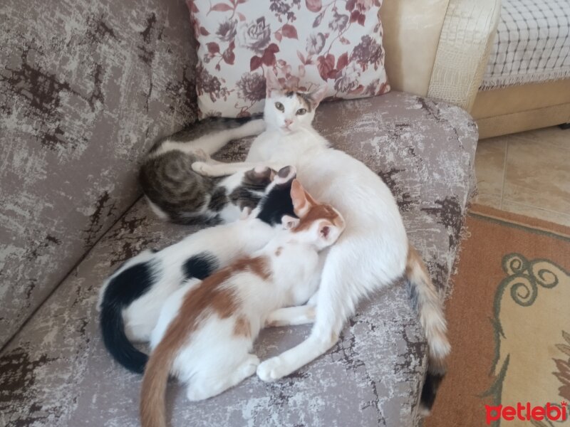 Tekir Kedi, Kedi  Minik fotoğrafı