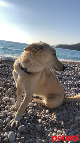 Sokö (Sokak Köpeği), Köpek  Pan fotoğrafı