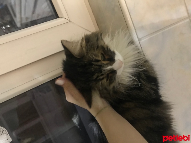 Norwegian Forest, Kedi  mia fotoğrafı
