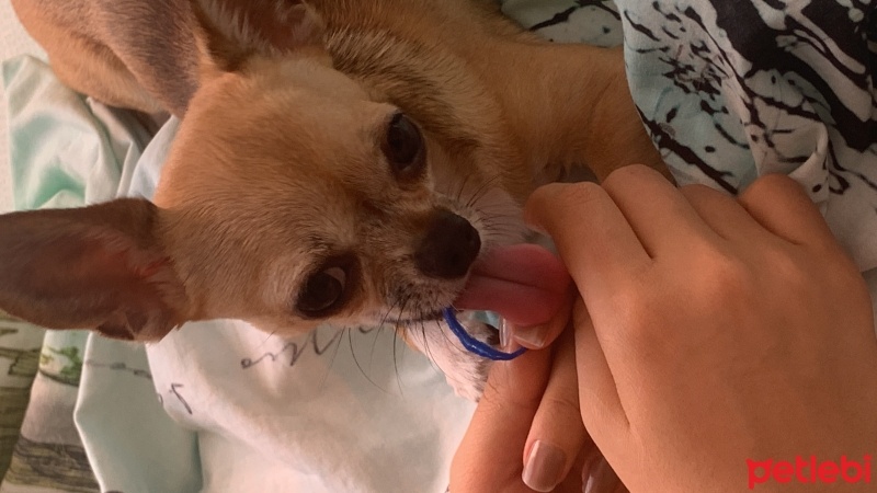 Chihuahua, Köpek  Herkül fotoğrafı