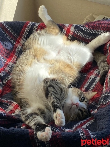 Tekir Kedi, Kedi  Prenses fotoğrafı
