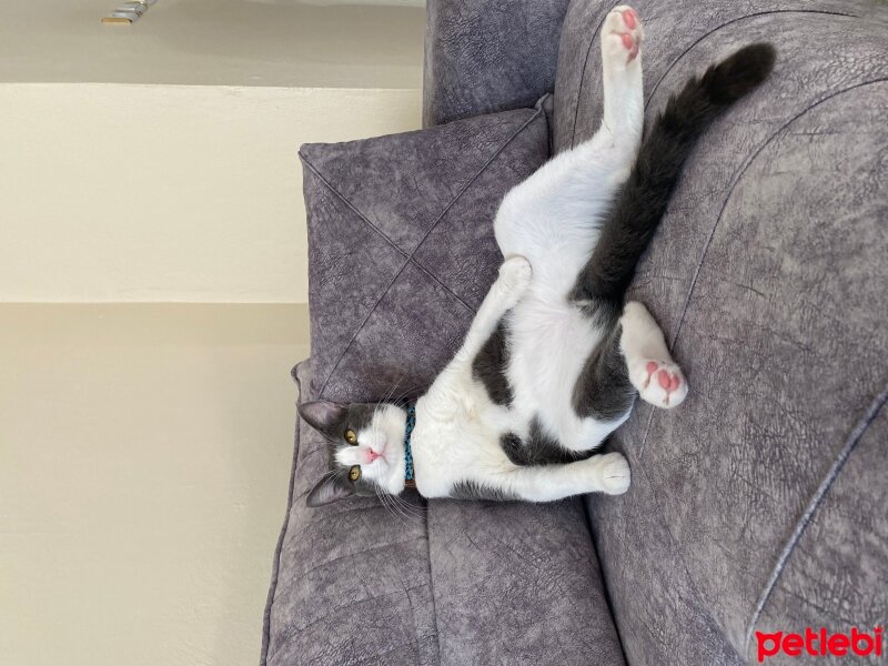 British Shorthair, Kedi  Fırtına fotoğrafı