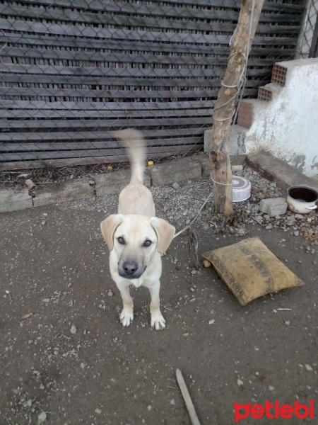 Kangal, Köpek  Papo fotoğrafı