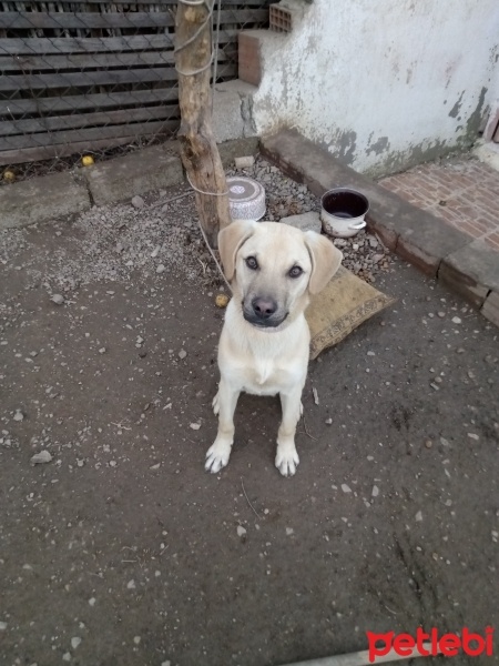 Kangal, Köpek  Papo fotoğrafı