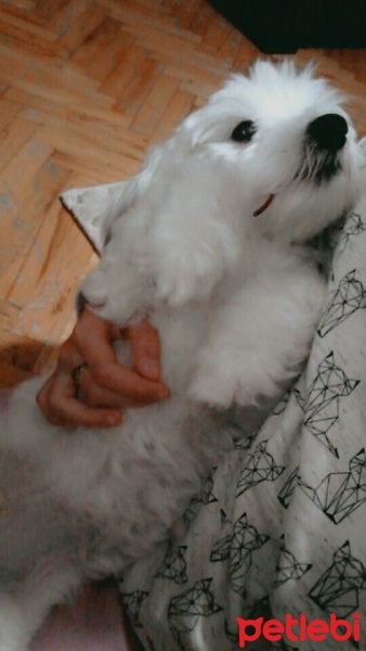 Maltese, Köpek  Badi fotoğrafı