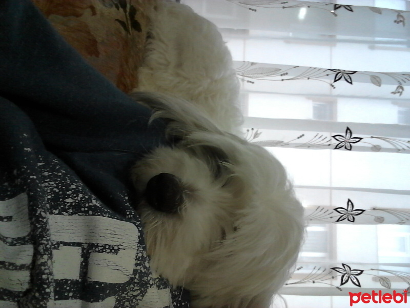 Maltese, Köpek  Badi fotoğrafı