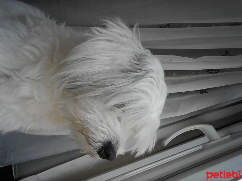 Maltese, Köpek  Badi fotoğrafı