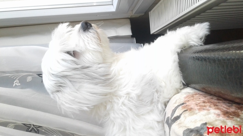 Maltese, Köpek  Badi fotoğrafı