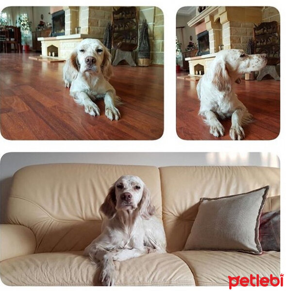 İngiliz Setter, Köpek  Mocha fotoğrafı