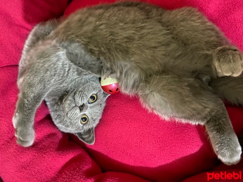 British Shorthair, Kedi  Oscar fotoğrafı