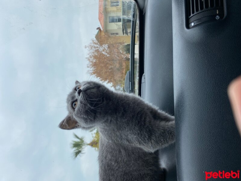 British Shorthair, Kedi  Oscar fotoğrafı