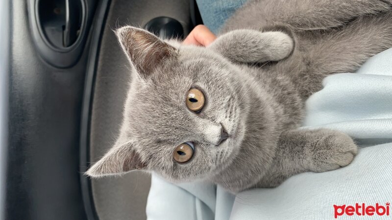 British Shorthair, Kedi  Oscar fotoğrafı