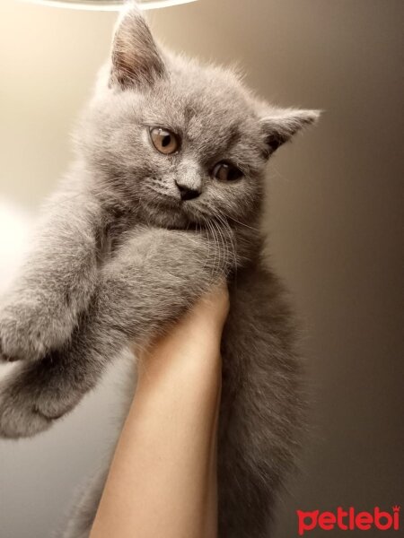 British Shorthair, Kedi  Oscar fotoğrafı