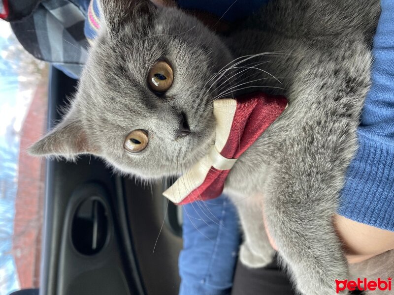 British Shorthair, Kedi  Oscar fotoğrafı