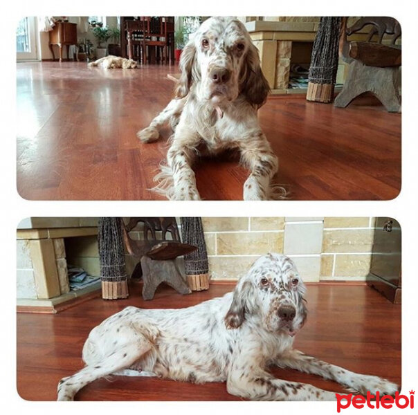 İrlandalı Setter, Köpek  Benek fotoğrafı