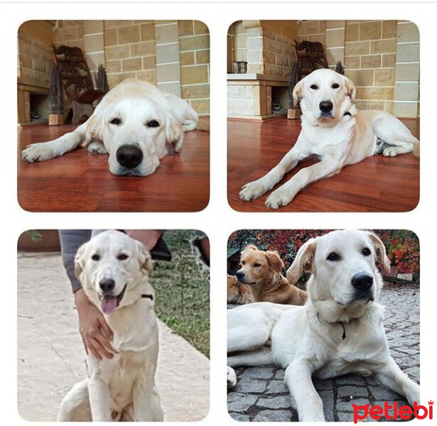 Labrador Retriever, Köpek  Cesur fotoğrafı