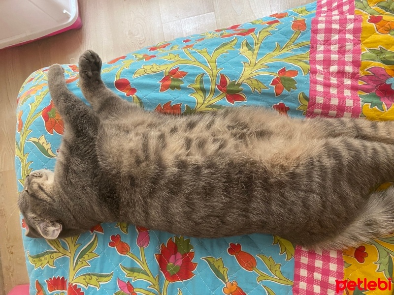 Scottish Fold, Kedi  Pati fotoğrafı