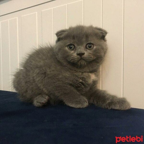 Scottish Fold, Kedi  Şükufe fotoğrafı