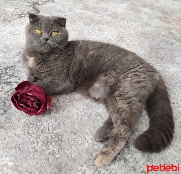 Scottish Fold, Kedi  Şükufe fotoğrafı