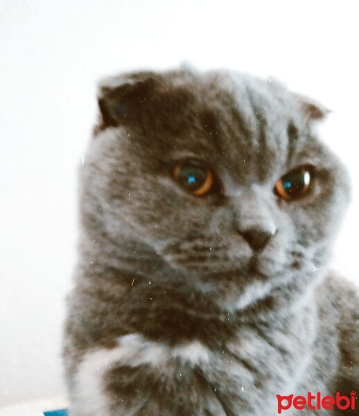 Scottish Fold, Kedi  Şükufe fotoğrafı