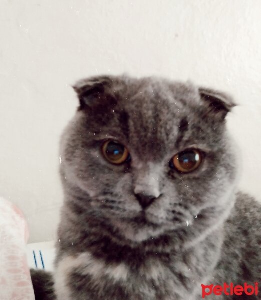 Scottish Fold, Kedi  Şükufe fotoğrafı