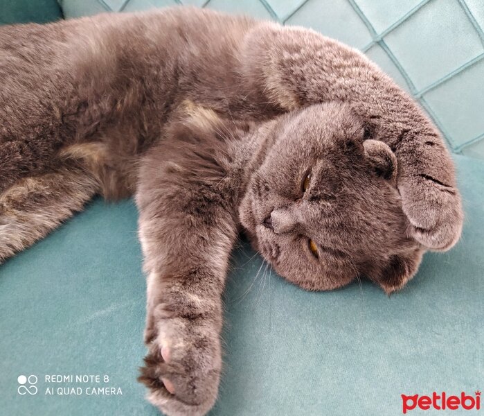 Scottish Fold, Kedi  Şükufe fotoğrafı