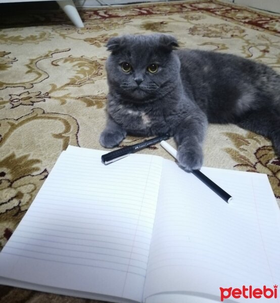 Scottish Fold, Kedi  Şükufe fotoğrafı