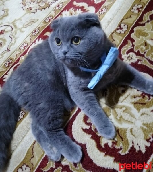 Scottish Fold, Kedi  Şükufe fotoğrafı