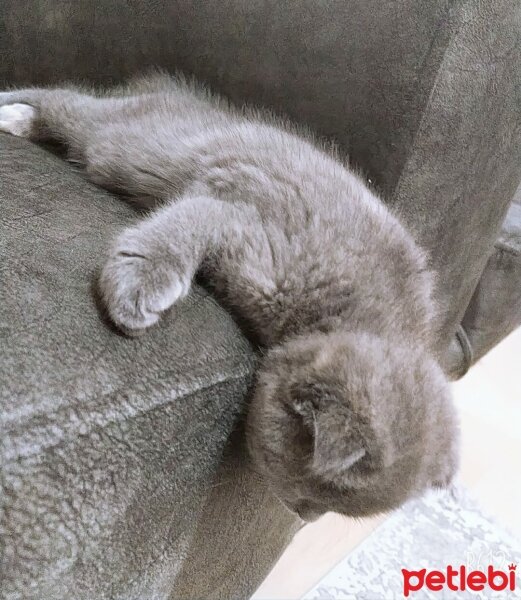 Scottish Fold, Kedi  Şükufe fotoğrafı