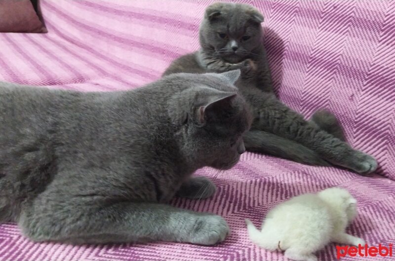 Scottish Fold, Kedi  Şükufe fotoğrafı