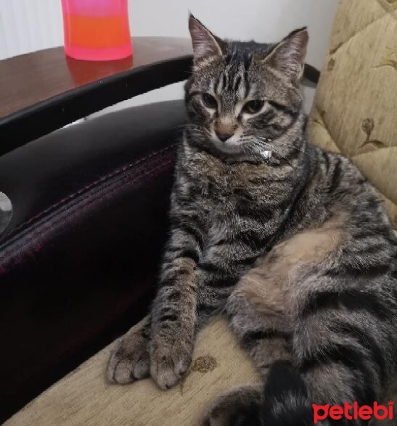Tekir Kedi, Kedi  Leo fotoğrafı