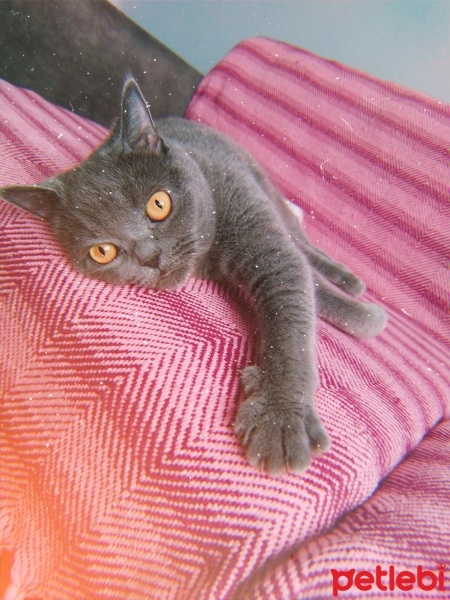 British Shorthair, Kedi  Pakize fotoğrafı