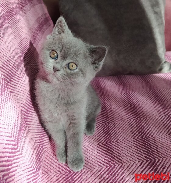 British Shorthair, Kedi  Jülide fotoğrafı