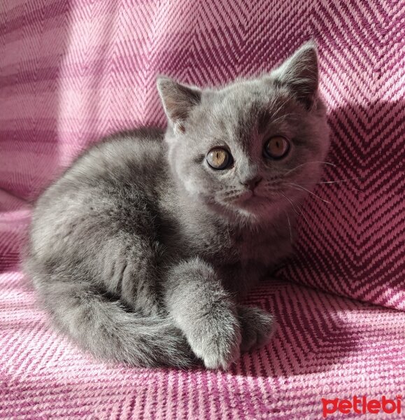 British Shorthair, Kedi  Jülide fotoğrafı