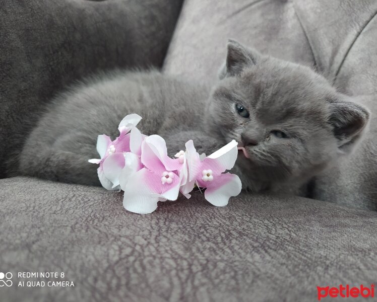 British Shorthair, Kedi  Jülide fotoğrafı