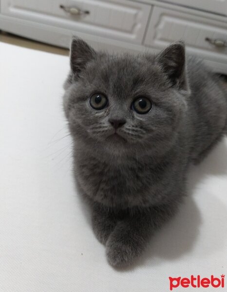 British Shorthair, Kedi  Jülide fotoğrafı