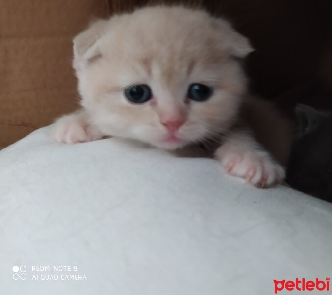 Scottish Fold, Kedi  Cedric fotoğrafı