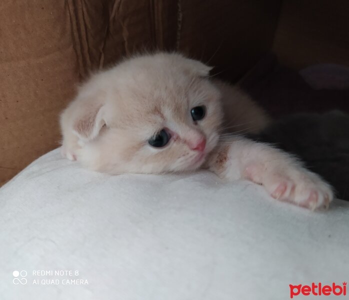 Scottish Fold, Kedi  Cedric fotoğrafı