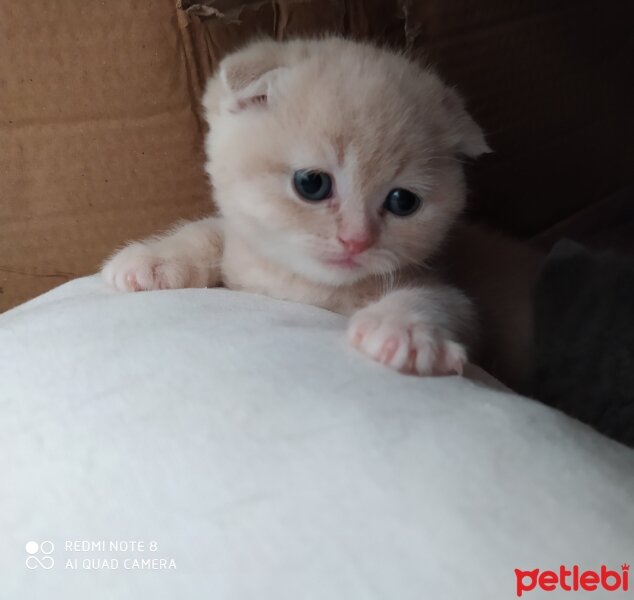 Scottish Fold, Kedi  Cedric fotoğrafı