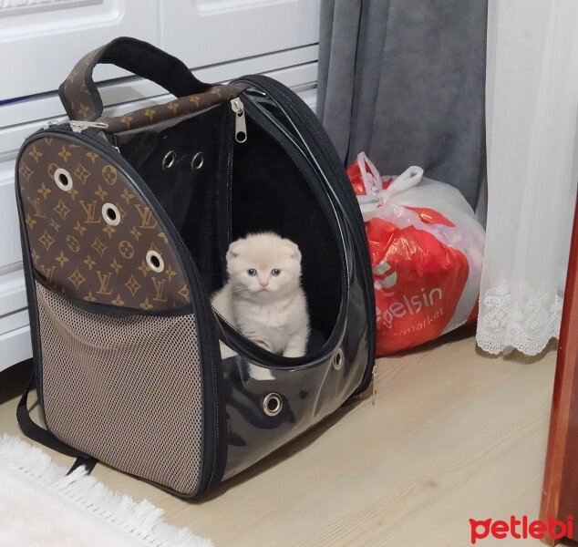 Scottish Fold, Kedi  Cedric fotoğrafı