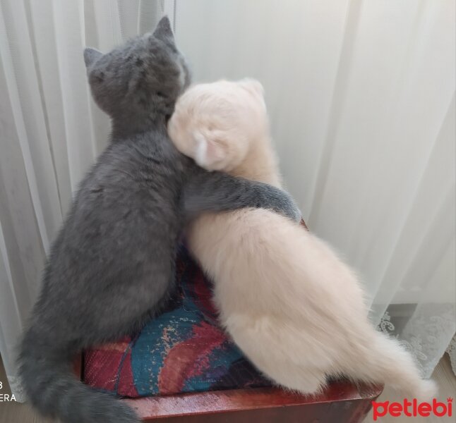 Scottish Fold, Kedi  Cedric fotoğrafı