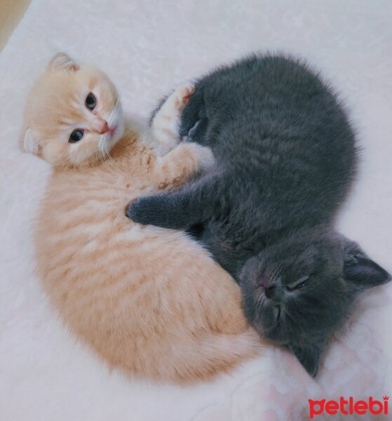 Scottish Fold, Kedi  Cedric fotoğrafı