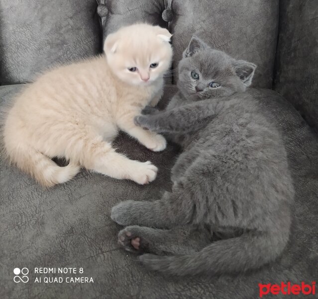 Scottish Fold, Kedi  Cedric fotoğrafı