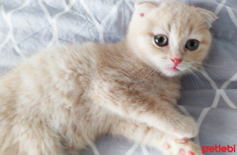 Scottish Fold, Kedi  Cedric fotoğrafı