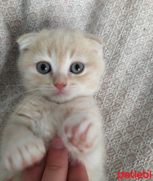 Scottish Fold, Kedi  Cedric fotoğrafı