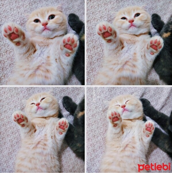 Scottish Fold, Kedi  Cedric fotoğrafı