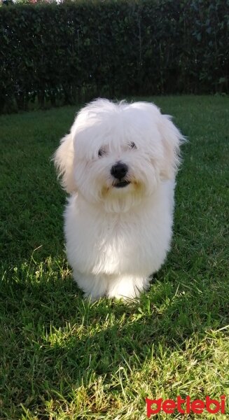 Maltese, Köpek  LEO fotoğrafı