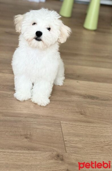 Maltese, Köpek  LEO fotoğrafı